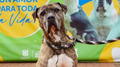 Adoptaron a Astra Milagros, perrita que esperó 6 años en jornadas de adopción en Bogotá